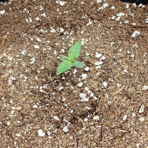 Lemon Cherry Cookies  #1 growlog timeline photo