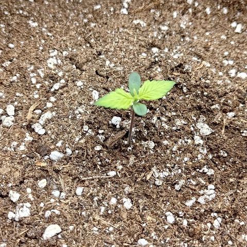 Lemon Cherry Cookies  #2 growlog timeline photo