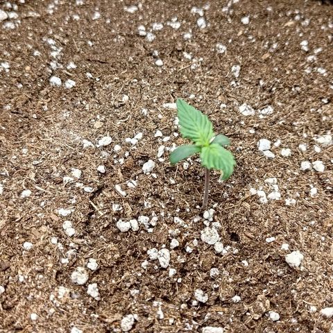 Lemon Cherry Cookies  #3 growlog timeline photo