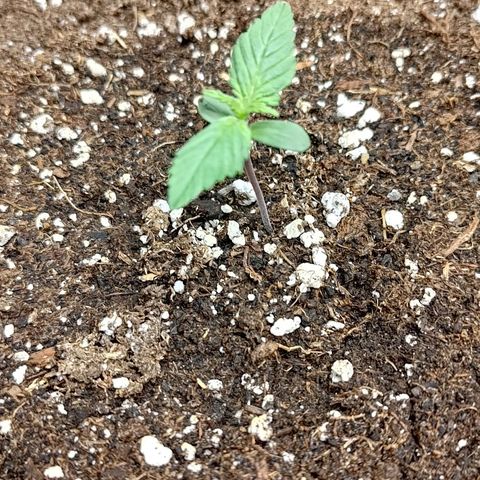 Lemon Cherry Cookies  #1 growlog timeline photo