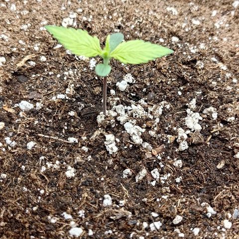 Lemon Cherry Cookies  #2 growlog timeline photo