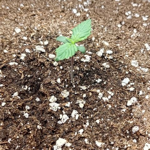 Lemon Cherry Cookies  #3 growlog timeline photo