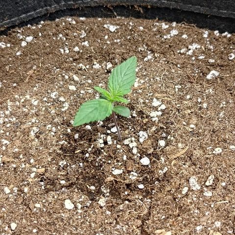 Lemon Cherry Cookies  #1 growlog timeline photo