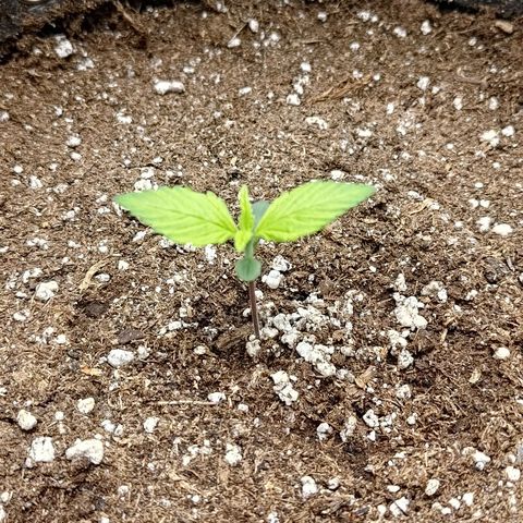 Lemon Cherry Cookies  #2 growlog timeline photo