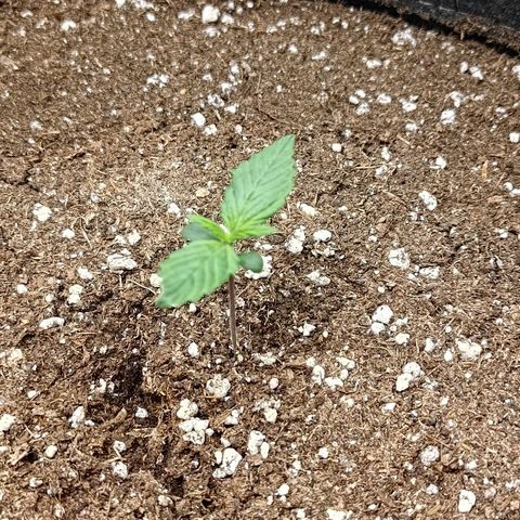 Lemon Cherry Cookies  #3 growlog timeline photo