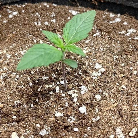 Lemon Cherry Cookies  #1 growlog timeline photo