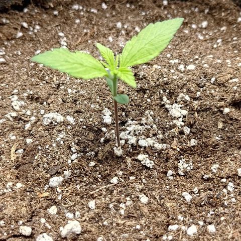 Lemon Cherry Cookies  #2 growlog timeline photo