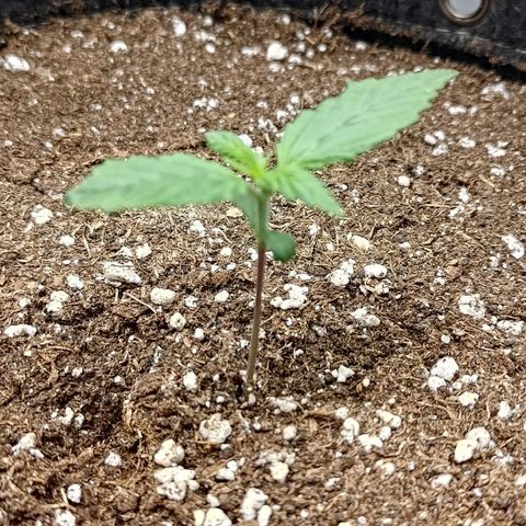 Lemon Cherry Cookies  #3 growlog timeline photo
