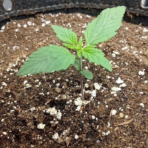 Lemon Cherry Cookies  #1 growlog timeline photo