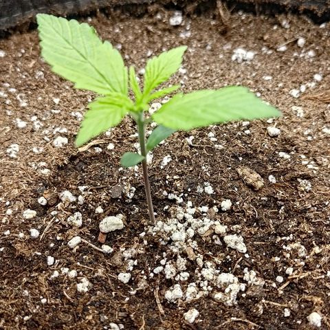 Lemon Cherry Cookies  #2 growlog timeline photo