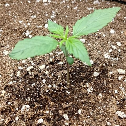 Lemon Cherry Cookies  #3 growlog timeline photo