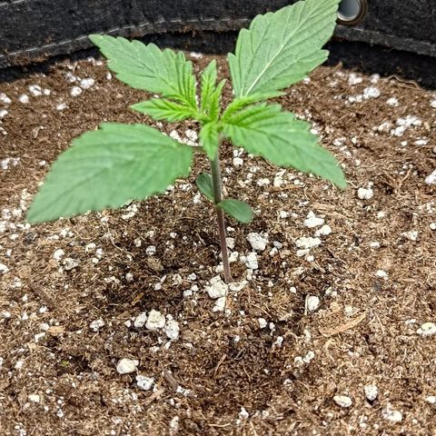 Lemon Cherry Cookies  #1 growlog timeline photo