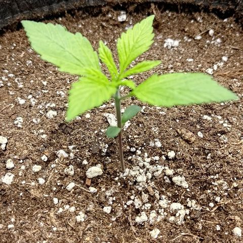 Lemon Cherry Cookies  #2 growlog timeline photo