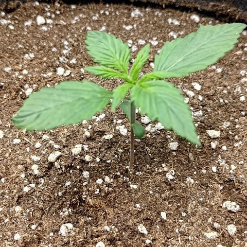 Lemon Cherry Cookies  #3 growlog timeline photo