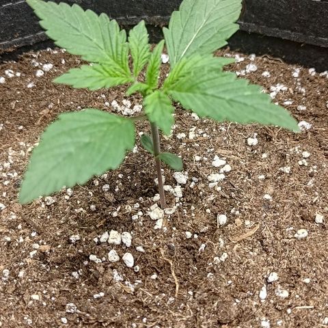 Lemon Cherry Cookies  #1 growlog timeline photo