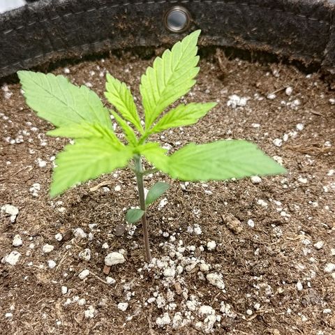 Lemon Cherry Cookies  #2 growlog timeline photo