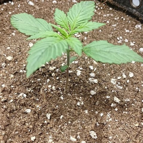 Lemon Cherry Cookies  #3 growlog timeline photo