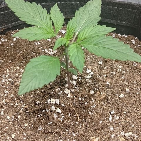 Lemon Cherry Cookies  #1 growlog timeline photo
