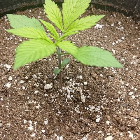 Lemon Cherry Cookies  #2 growlog timeline photo