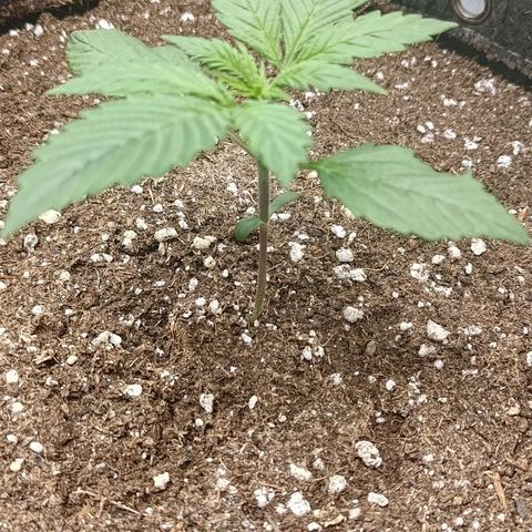 Lemon Cherry Cookies  #3 growlog timeline photo