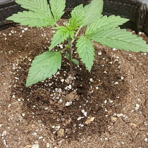 Lemon Cherry Cookies  #1 growlog timeline photo