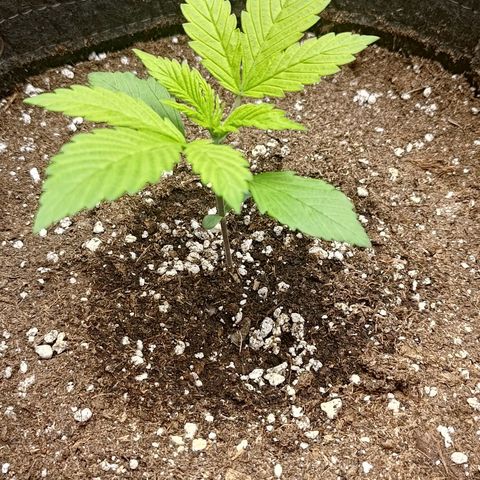 Lemon Cherry Cookies  #2 growlog timeline photo