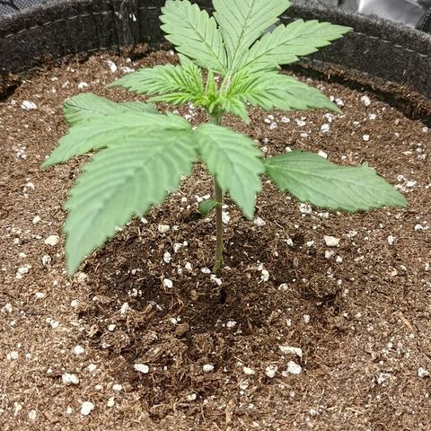 Lemon Cherry Cookies  #3 growlog timeline photo