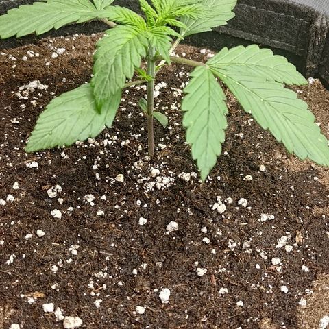 Lemon Cherry Cookies  #1 growlog timeline photo