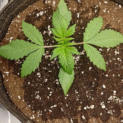 Lemon Cherry Cookies  #1 growlog timeline photo