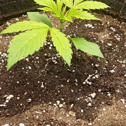 Lemon Cherry Cookies  #2 growlog timeline photo