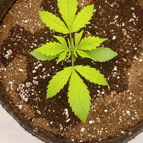 Lemon Cherry Cookies  #2 growlog timeline photo