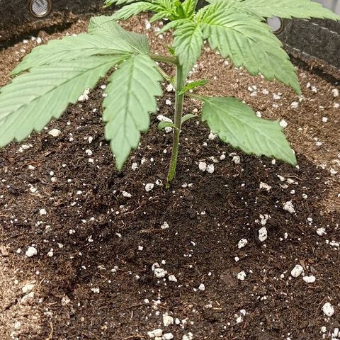 Lemon Cherry Cookies  #3 growlog timeline photo