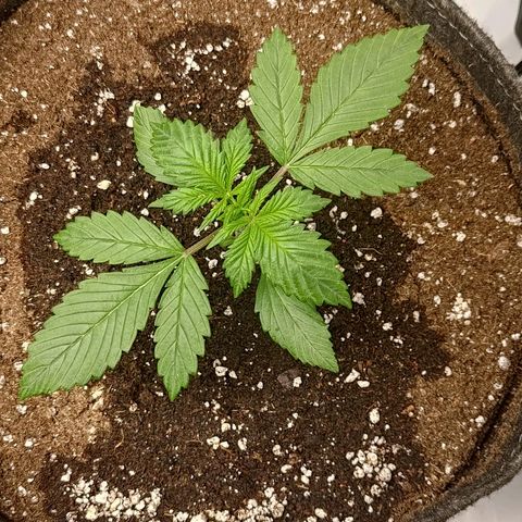 Lemon Cherry Cookies  #3 growlog timeline photo