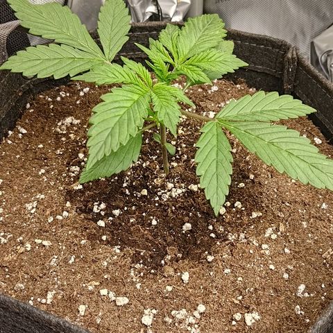 Lemon Cherry Cookies  #1 growlog timeline photo