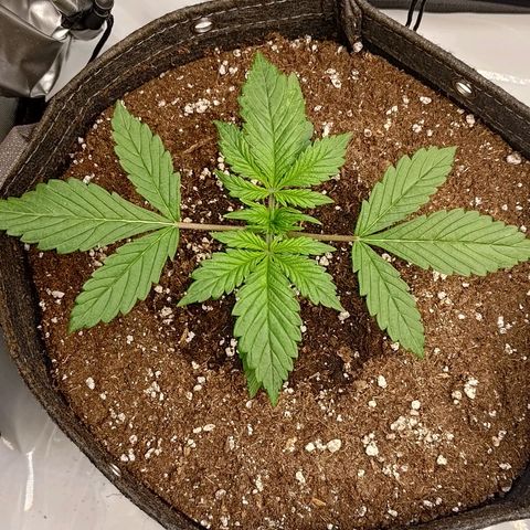 Lemon Cherry Cookies  #1 growlog timeline photo