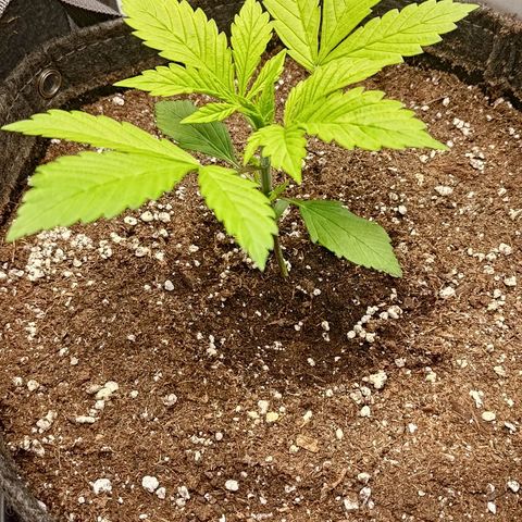 Lemon Cherry Cookies  #2 growlog timeline photo