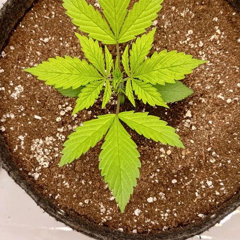 Lemon Cherry Cookies  #2 growlog timeline photo