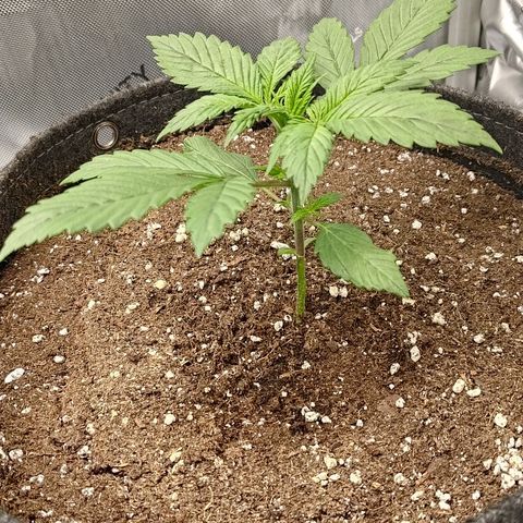 Lemon Cherry Cookies  #3 growlog timeline photo