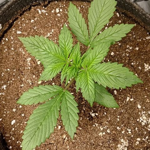 Lemon Cherry Cookies  #3 growlog timeline photo
