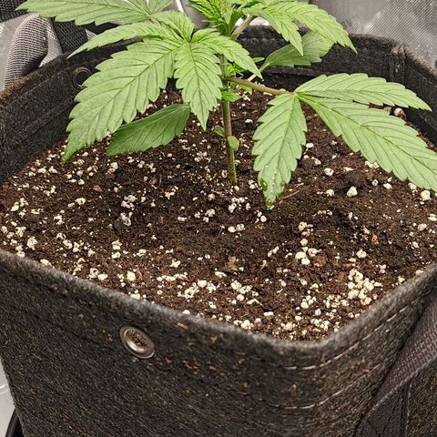 Lemon Cherry Cookies  #1 growlog timeline photo