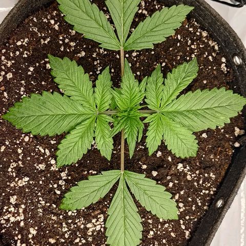 Lemon Cherry Cookies  #1 growlog timeline photo