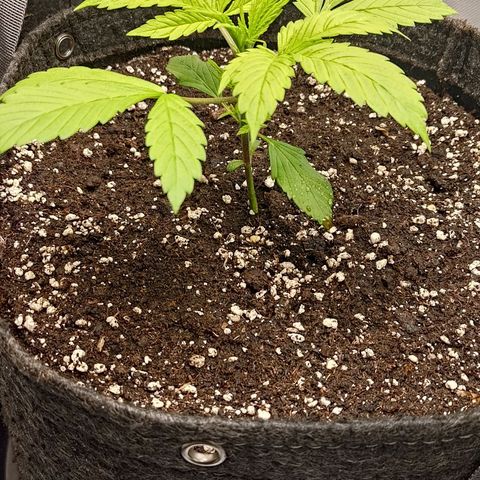 Lemon Cherry Cookies  #2 growlog timeline photo