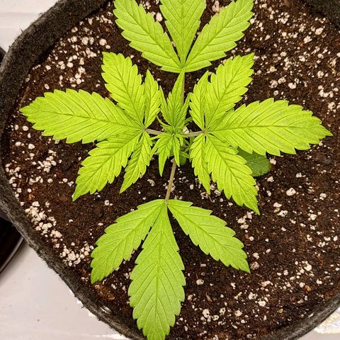 Lemon Cherry Cookies  #2 growlog timeline photo