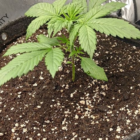 Lemon Cherry Cookies  #3 growlog timeline photo