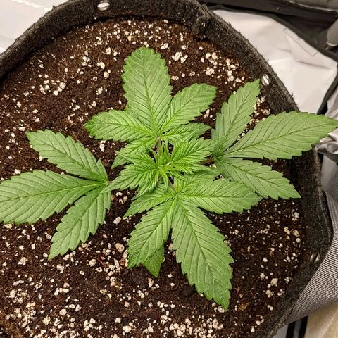 Lemon Cherry Cookies  #3 growlog timeline photo