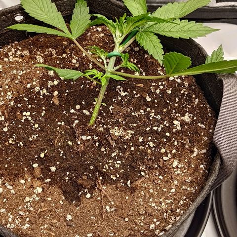 Lemon Cherry Cookies  #1 growlog timeline photo