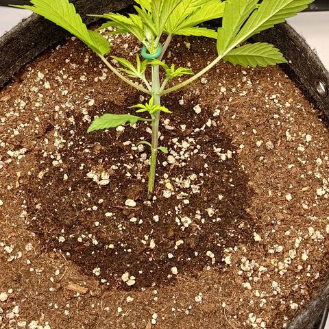 Lemon Cherry Cookies  #2 growlog timeline photo
