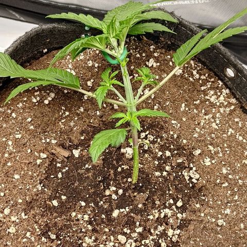 Lemon Cherry Cookies  #3 growlog timeline photo