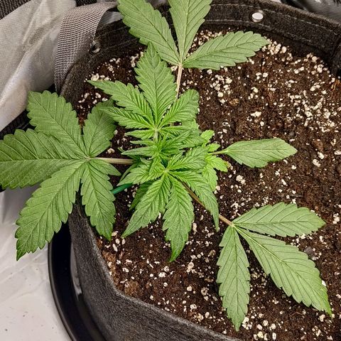 Lemon Cherry Cookies  #1 growlog timeline photo