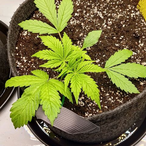 Lemon Cherry Cookies  #2 growlog timeline photo